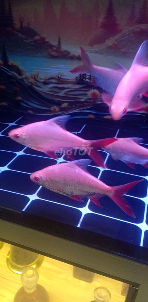 Phụ kiện cá rồng Kim Ngân Kim Sơn