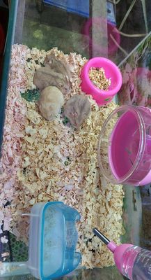 Chuột Hamster nhiều màu