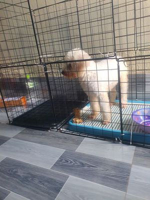 Cần bán bé cún poodle