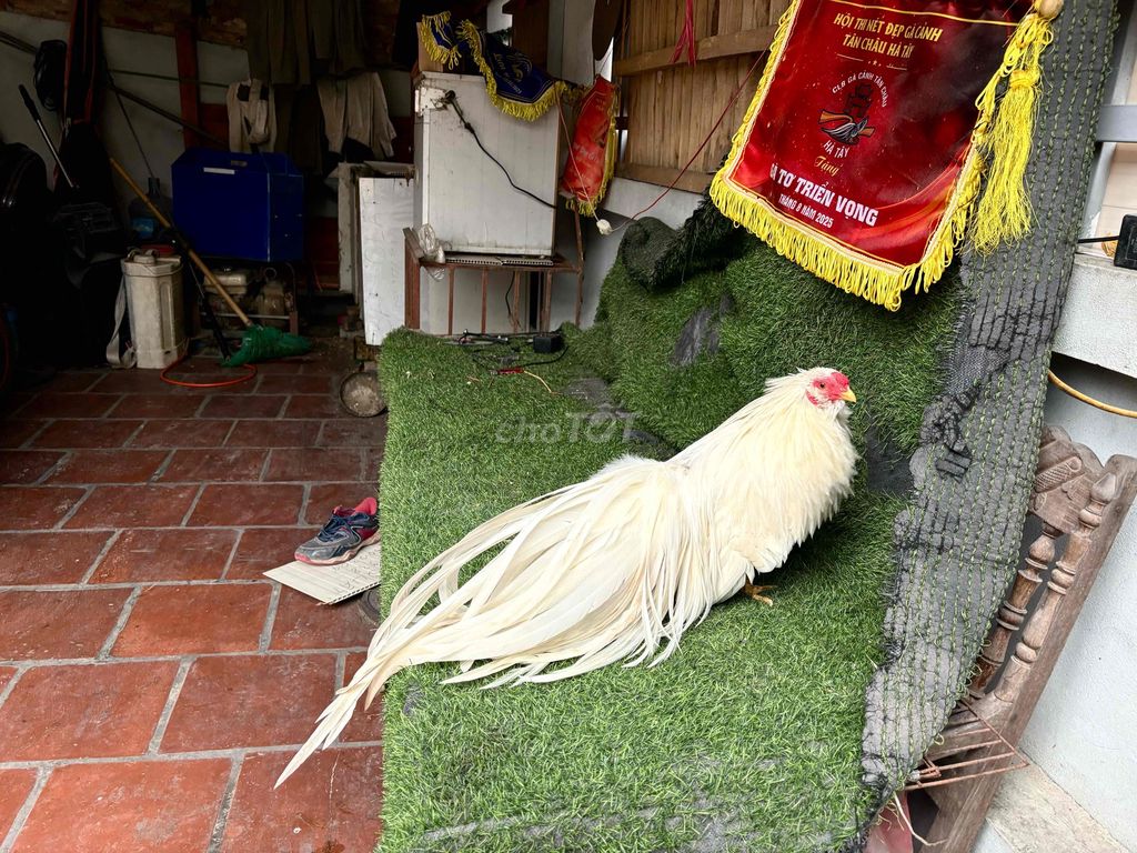 Tân Châu Khét Sữa. Mua bán Gà tại Huyện Đông Anh Hà Nội được đăng bởi Trần Anh Tú hình 1