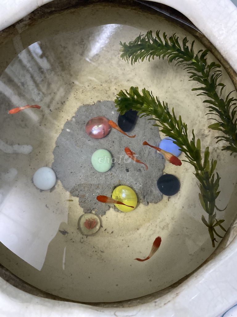 Cá cảnh Koi Đỏ cam. Mua bán Thú cưng khác tại Quận Gò Vấp Tp Hồ Chí Minh được đăng bởi JOHNNY hình 1