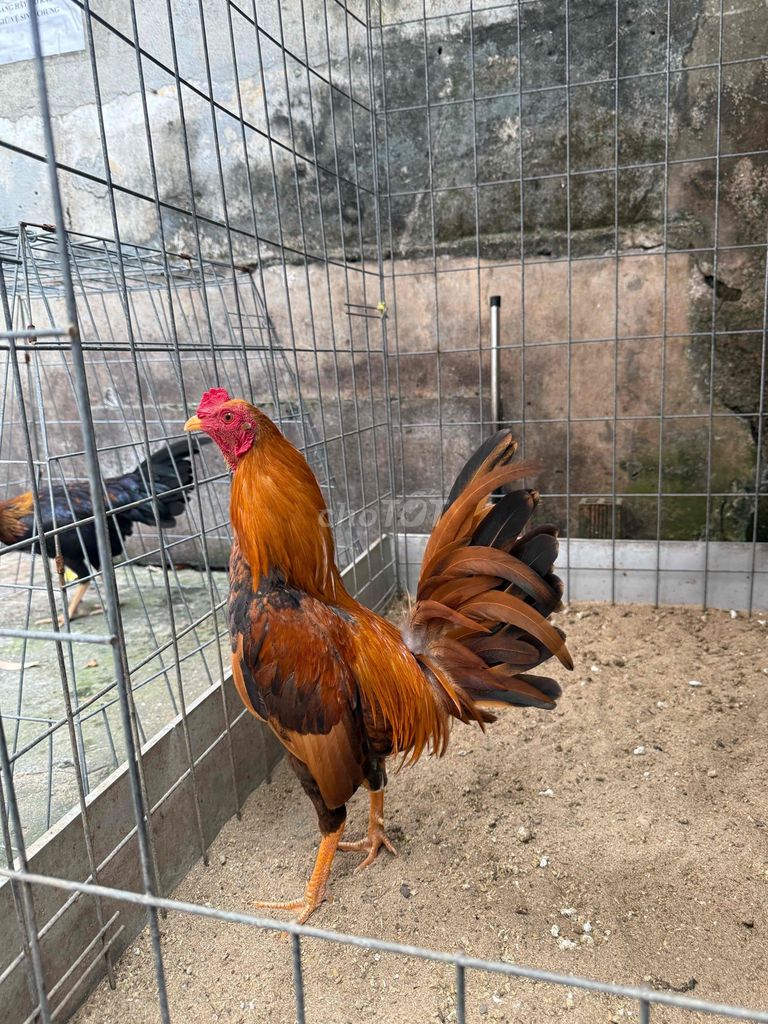 mỹ simon. Mua bán Gà tại Quận 8 Tp Hồ Chí Minh được đăng bởi Tấn Sang hình 1