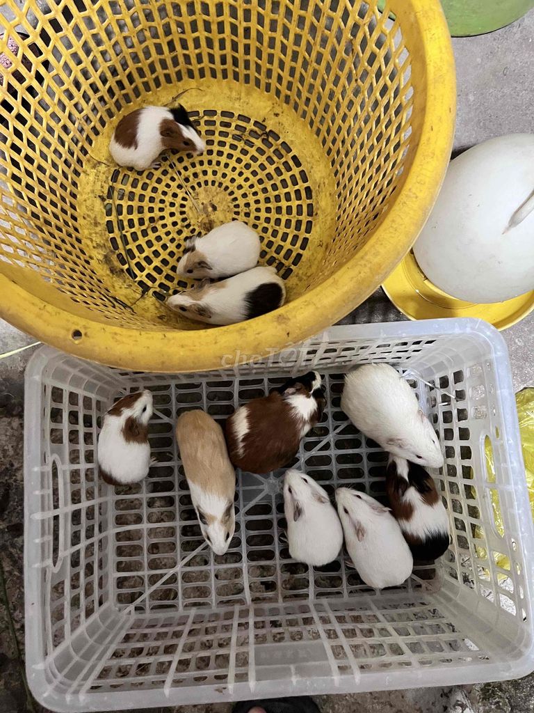 Chuột lang Việt. Mua bán Thú cưng khác tại Huyện Càng Long Trà Vinh được đăng bởi Phương Thảo hình 1