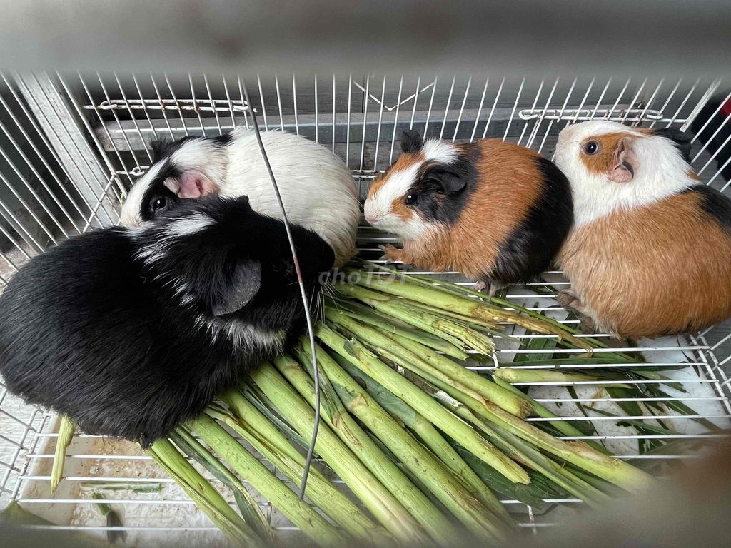 chuột lang 3 đực. 1 cái bầu. Mua bán Thú cưng khác tại Quận Bắc Từ Liêm Hà Nội được đăng bởi sơn rabbit hình 1