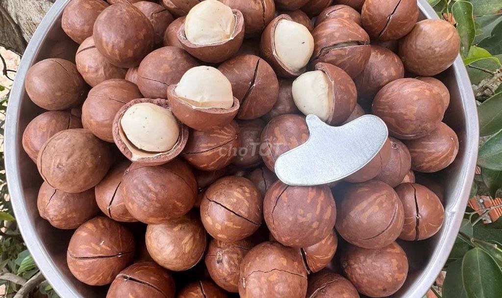 MẮC CA Việt Nam. Maccadamia chuẩn gốc Tây Nguyên