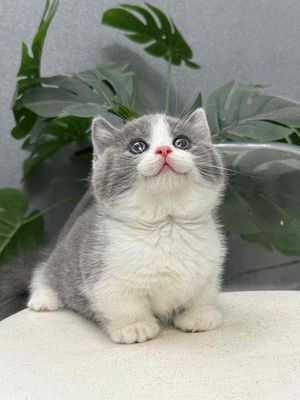 Mèo muchckin chân ngắn bicolor thuần chủng