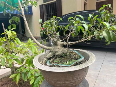 bonsai nam điền bim bim, đầm lùn