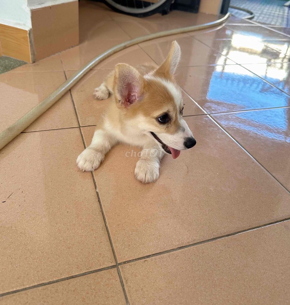 Chó Corgi 3 tháng tuổi. Mua bán Chó tại Thành phố Rạch Giá Kiên Giang được đăng bởi trâm hình 1