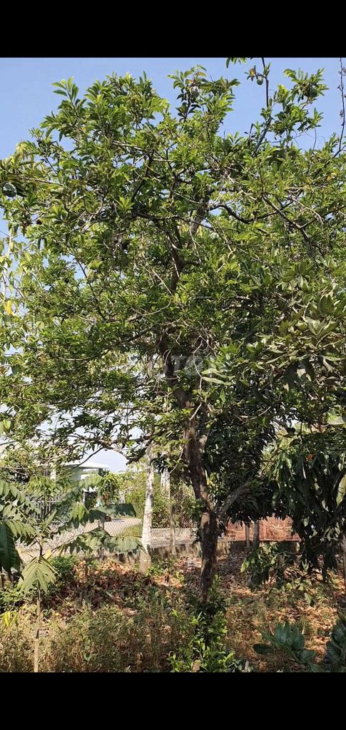 cây mãn cầu na dai dáng bàn trà. Mua bán Cây cảnh, đồ trang trí tại Huyện Xuân Lộc Đồng Nai được đăng bởi Hải Ngô hình 1