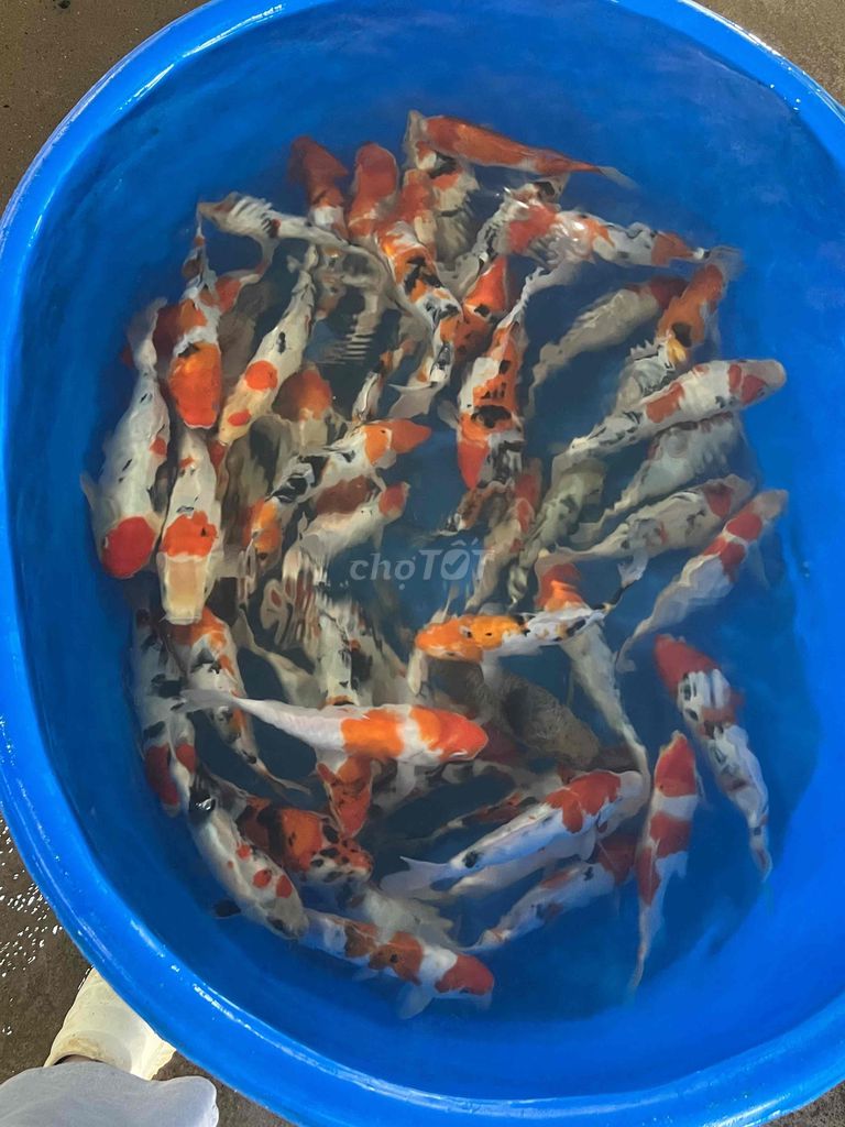 Koi F1 Nhật