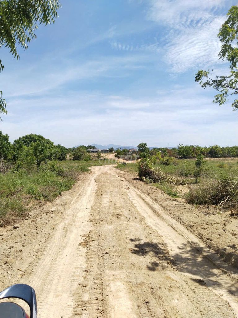 Bán Đất sổ đỏ 2000m2- KDL đồi cát Nam Cương. Mua bán đất tại Huyện Ninh Phước Ninh Thuận được đăng bởi Huỳnh Thanh Bửu hình 5