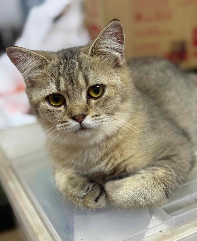 Mèo Anh lông ngắn siêu cấp xinhhh. Mua bán Mèo tại Quận Gò Vấp Tp Hồ Chí Minh được đăng bởi Vy Anh hình 1