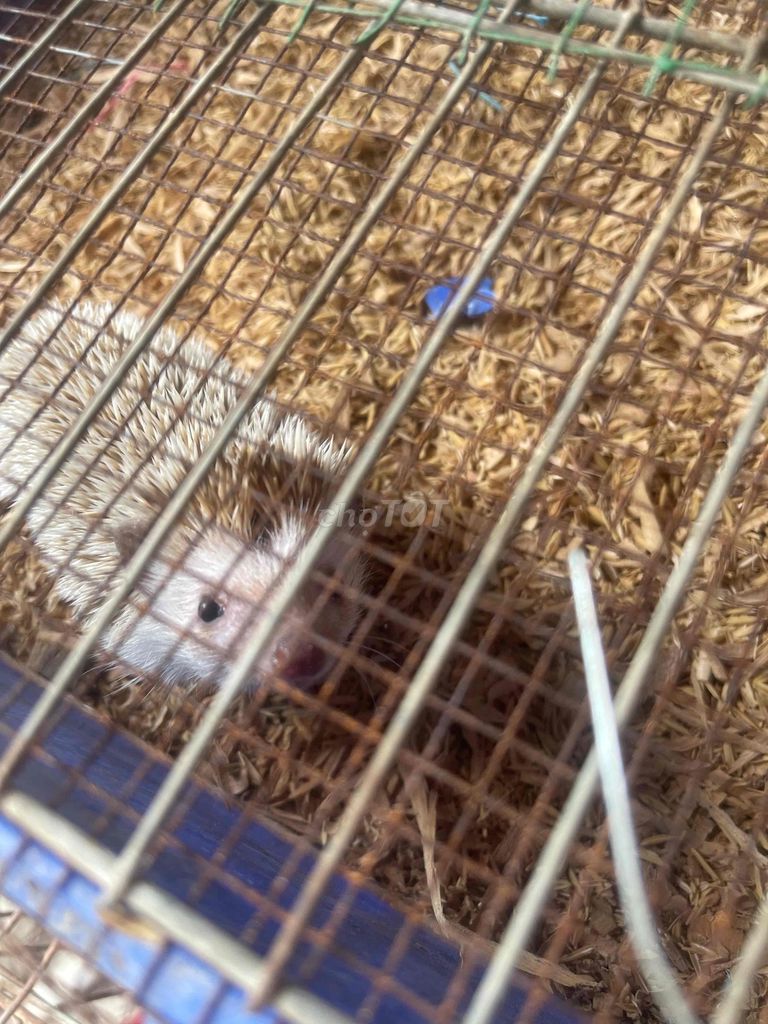 nhím cái. Mua bán Thú cưng khác tại Thành phố Thủ Đức Tp Hồ Chí Minh được đăng bởi nn hình 1