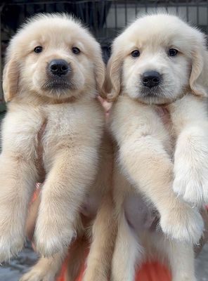 Chó Golden Retriever vàng kem đã tiêm