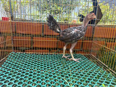 peru cú 2thang hơn.cha mẹ nhập.!!!. Mua bán Gà tại Huyện Bình Chánh Tp Hồ Chí Minh được đăng bởi Trại gà Hưng Phát