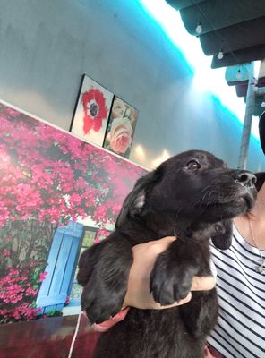 2 bé Labrador đen tuyền.. Mua bán Chó tại Thành phố Thủ Đức Tp Hồ Chí Minh được đăng bởi van chung vu