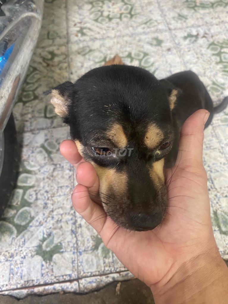 Chó Poodle đen, nâu vàng trống, mái. Mua bán Chó tại Quận 8 Tp Hồ Chí Minh được đăng bởi Nguyen Tai7 hình 1