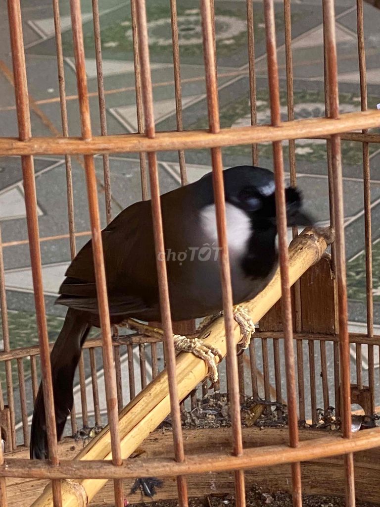 khướu gia bò. Mua bán Chim tại Huyện Krông Năng Đắk Lắk được đăng bởi khướu hình 1