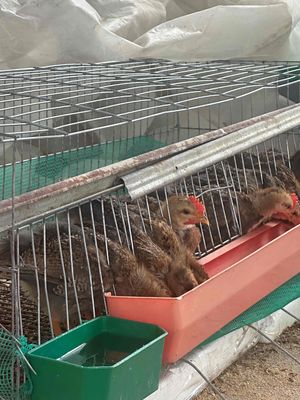 gà nhà 4 lạng. Mua bán Gà tại Quận Hải Châu Đà Nẵng được đăng bởi Satya Fish