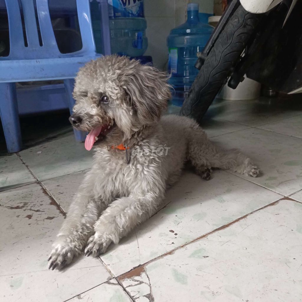 Chó Poodle Đực Xám Đã tiêm phòng. Mua bán Chó tại Quận 4 Tp Hồ Chí Minh được đăng bởi Huynh Ty hình 1