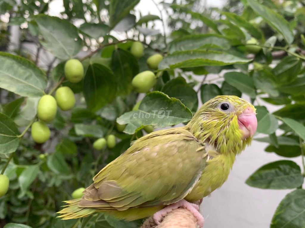 Vẹt Parrotlet