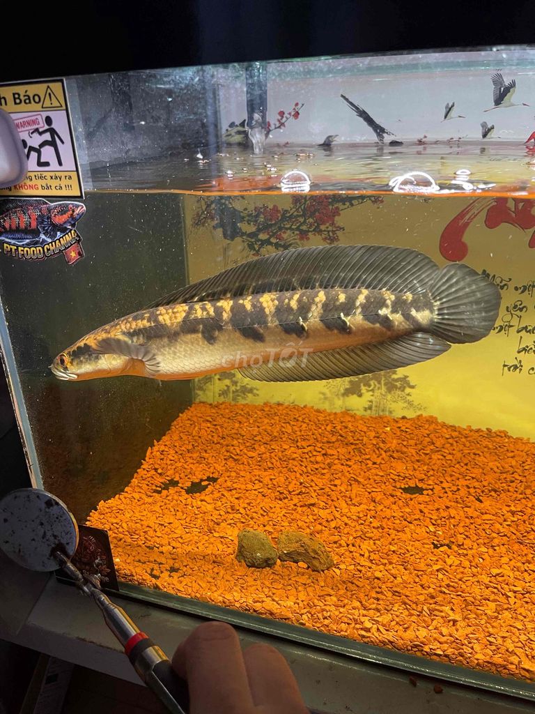Cá cảnh Yellow Batik Vàng. Mua bán Thú cưng khác tại Quận Gò Vấp Tp Hồ Chí Minh được đăng bởi Đình Khiêm hình 1