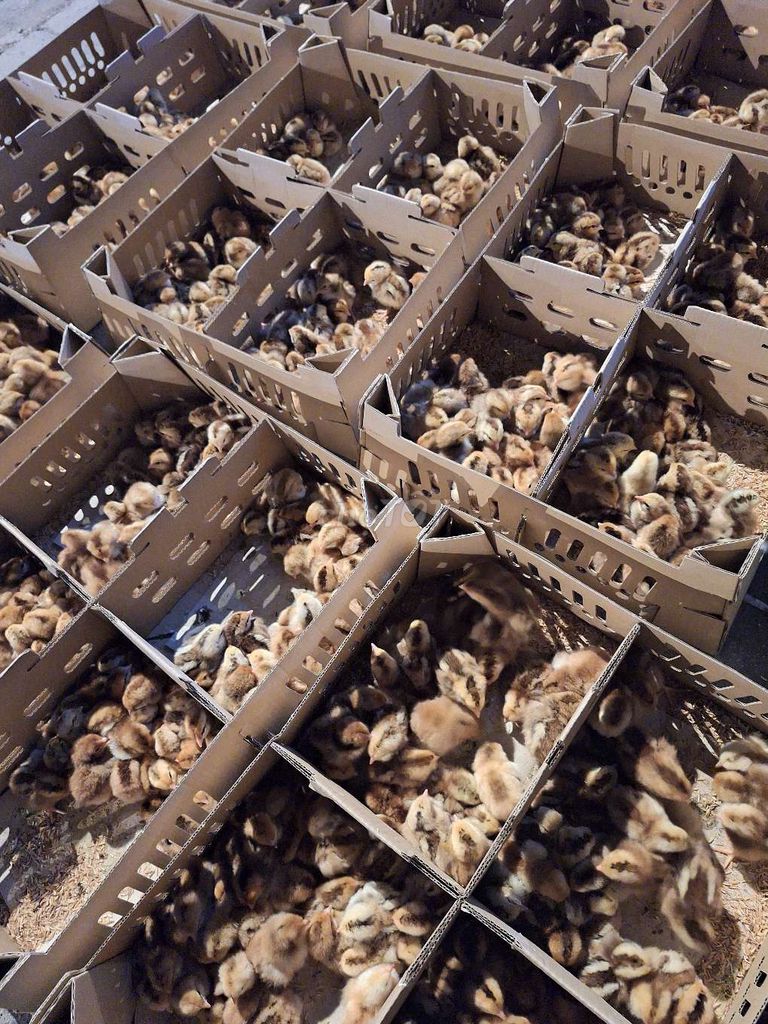 Trại chuyên cung cấp sỉ lẻ các loại gà vịt giống. Mua bán Gà tại Quận 12 Tp Hồ Chí Minh được đăng bởi Lê Thị Hảo hình 1