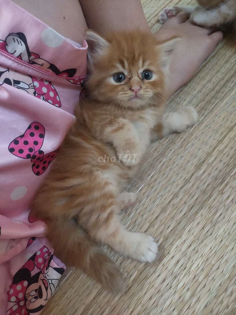 Mèo Con ALD mắt xanh. Mua bán Mèo tại Quận Bình Thạnh Tp Hồ Chí Minh được đăng bởi NGUYEN THỊ THU AN hình 1