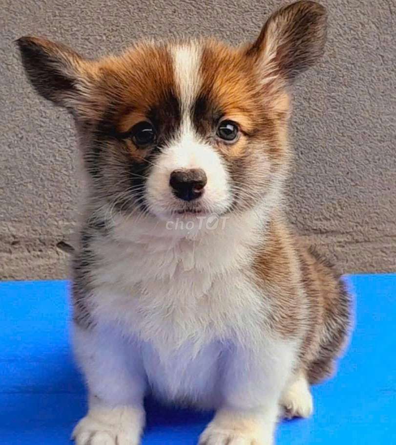 Chó Corgi đực Nâu trắng. Mua bán Chó tại Quận Gò Vấp Tp Hồ Chí Minh được đăng bởi Hiếu Khanh  hình 1