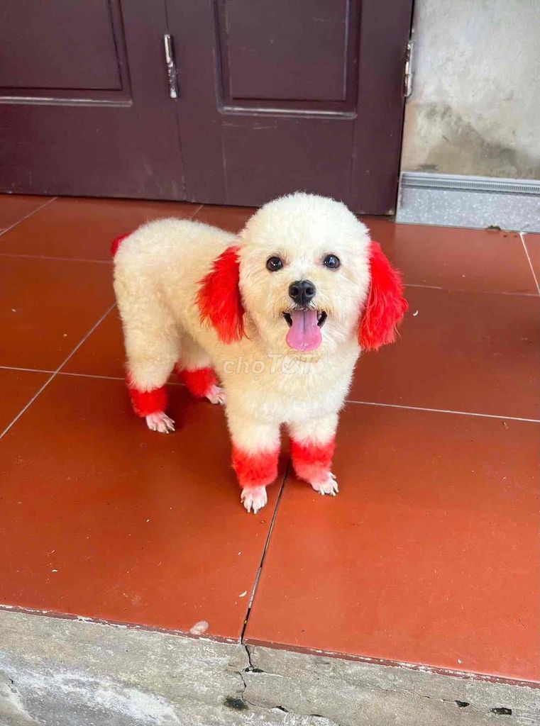 Chó Poodle Trắng Đỏ Đã tiêm phòng. Mua bán Chó tại Thành phố Mỹ Tho Tiền Giang được đăng bởi Nguyễn Thị Huỳnh Mai hình 1