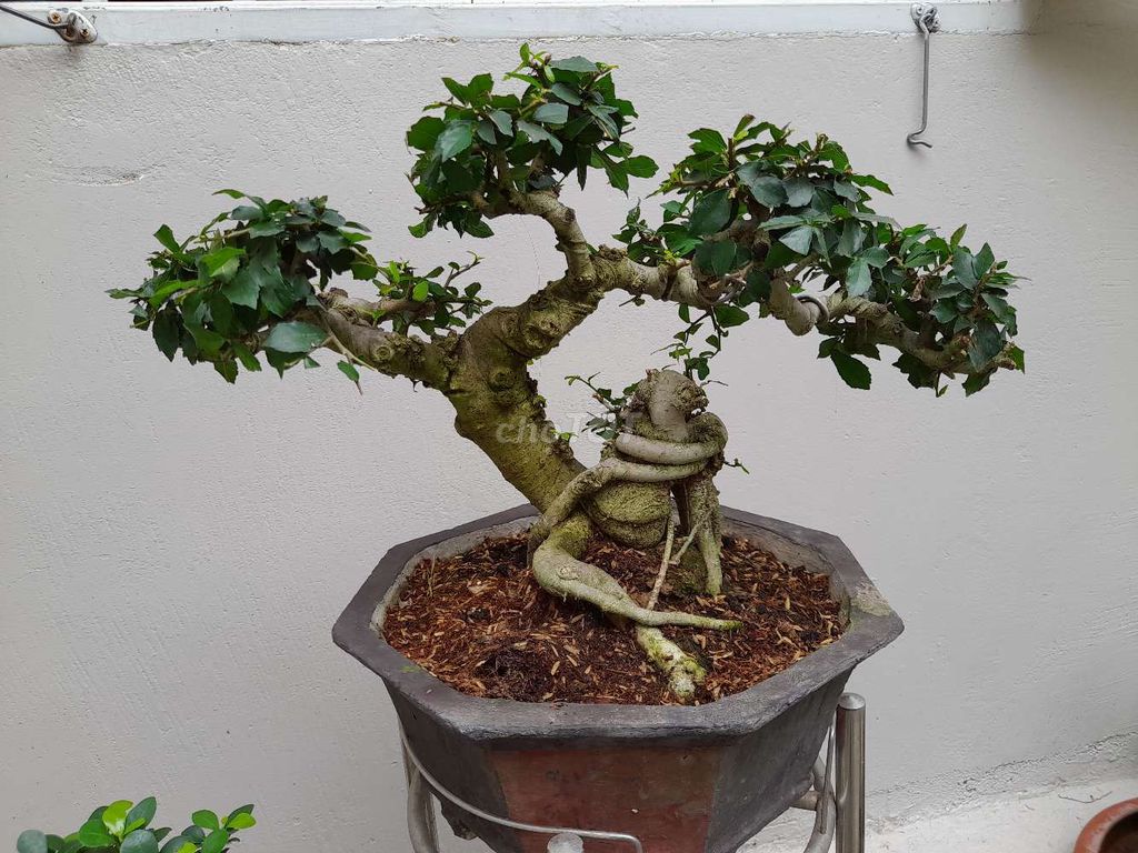 Duối bonsai