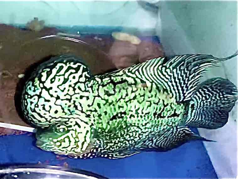 Cá King Kamfa F2 4 ngón. Mua bán Thú cưng khác tại Huyện Bình Chánh Tp Hồ Chí Minh được đăng bởi Thái Anh hình 1