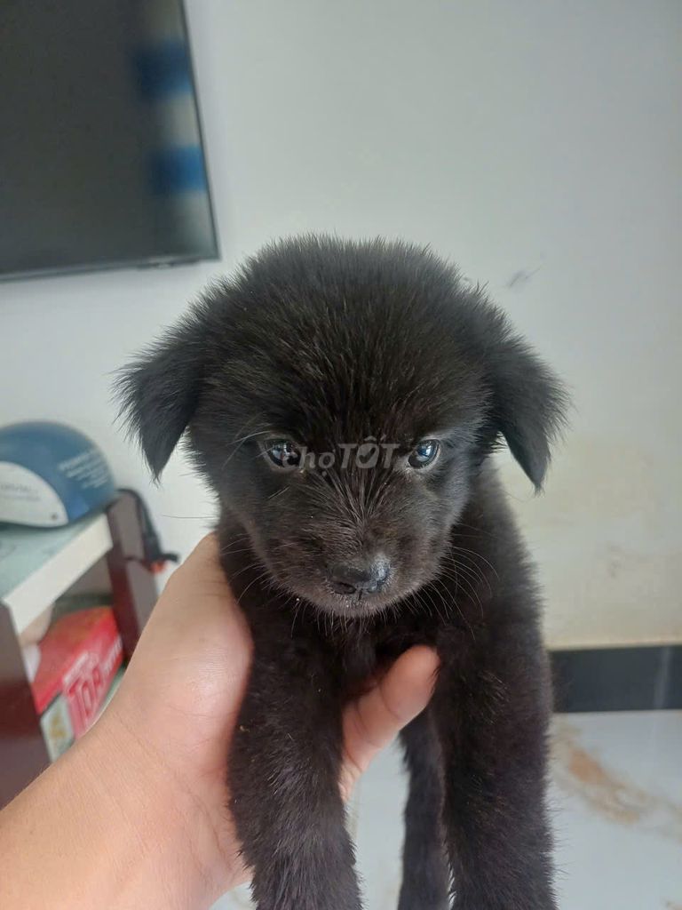 Chó con Đen Nâu cả hai. Mua bán Chó tại Quận 3 Tp Hồ Chí Minh được đăng bởi DIỄM hình 1