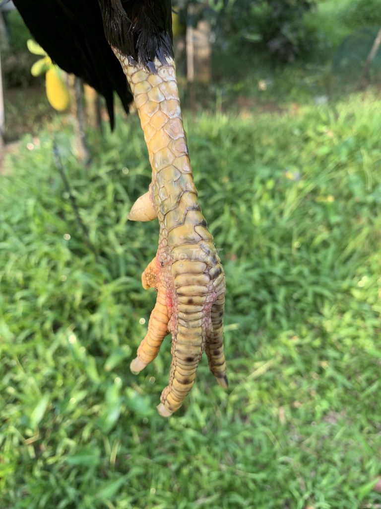 Gà chọi Đỏ đen Đực 2.9kg. Mua bán Gà tại Quận Ninh Kiều Cần Thơ được đăng bởi Lê Phước hình 1