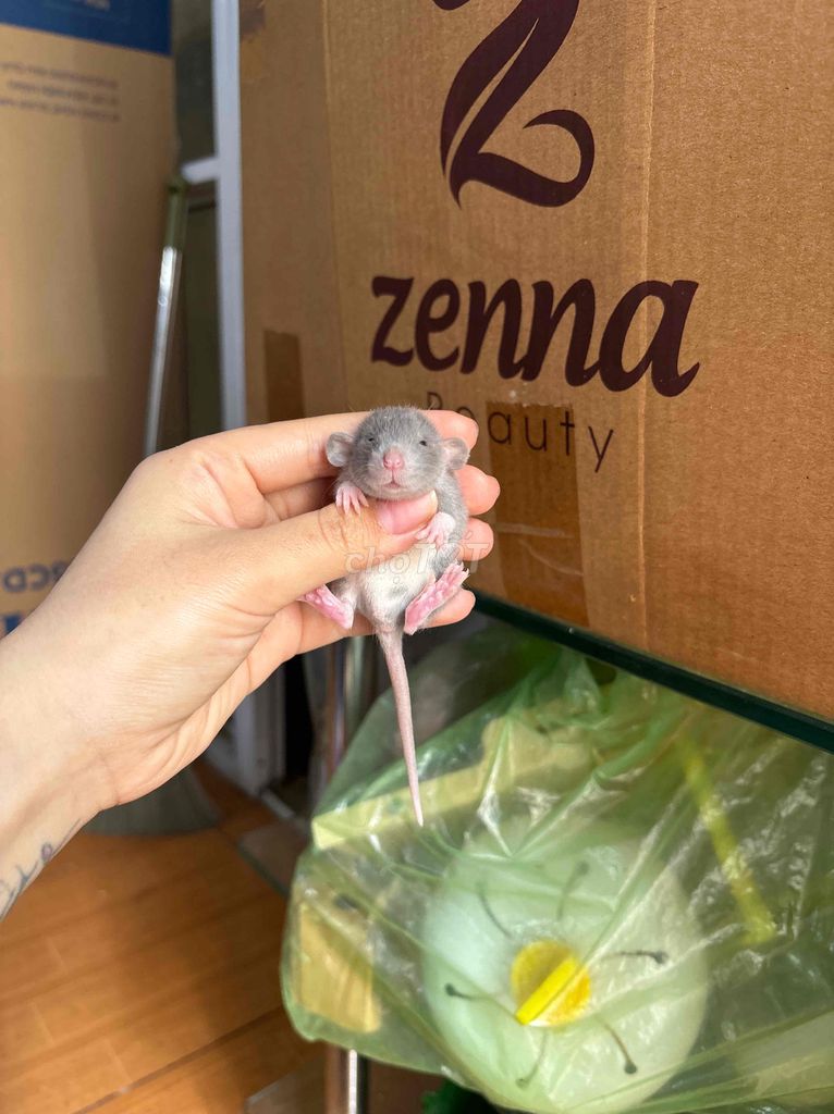 Chuột Dumbo Rat Xám. Mua bán Thú cưng khác tại Quận Đống Đa Hà Nội được đăng bởi Lê Linh Hương hình 1