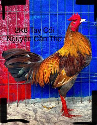 Khét Vàng Chân Trắng 2K8 Tay Tốt. Mua bán Gà tại Quận 3 Tp Hồ Chí Minh được đăng bởi Gà ChiếnCT