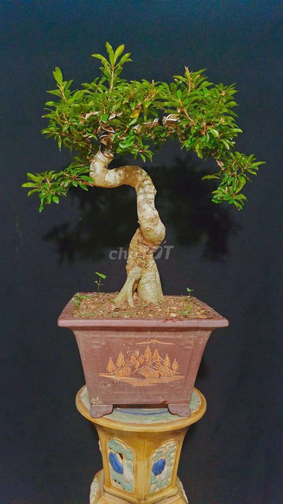 Cây cảnh Lộc Vừng lá siêu nhỏ. Mua bán Cây cảnh, đồ trang trí tại Huyện Hóc Môn Tp Hồ Chí Minh được đăng bởi Xuân Quang 55 hình 1
