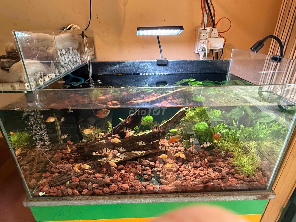Bể cá cảnh 80x40x45cm chân 70cm lọc tràn. Mua bán Phụ kiện, Thức ăn, Dịch vụ tại Thành phố Thủ Đức Tp Hồ Chí Minh được đăng bởi Nguyễn An Nguyên hình 1
