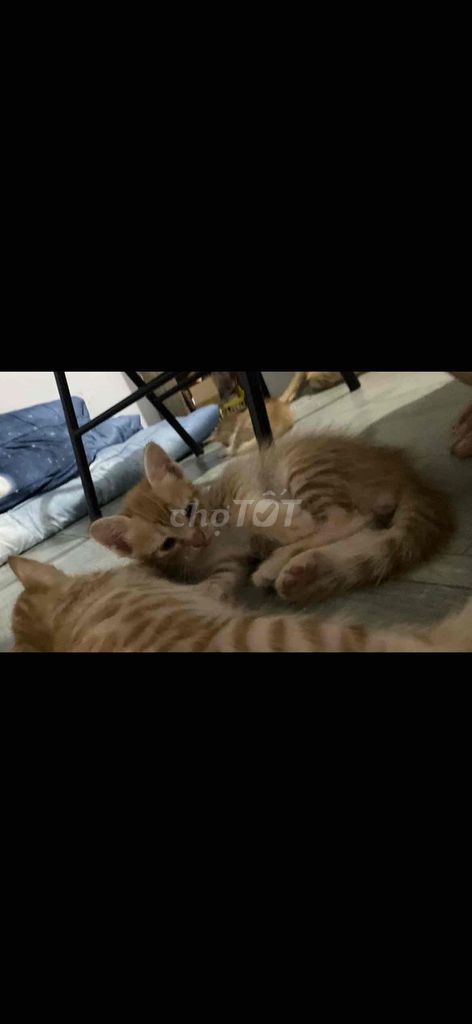 tặng 2 bé mèo. Mua bán Mèo tại Thành phố Dĩ An Bình Dương được đăng bởi thu thu hình 1