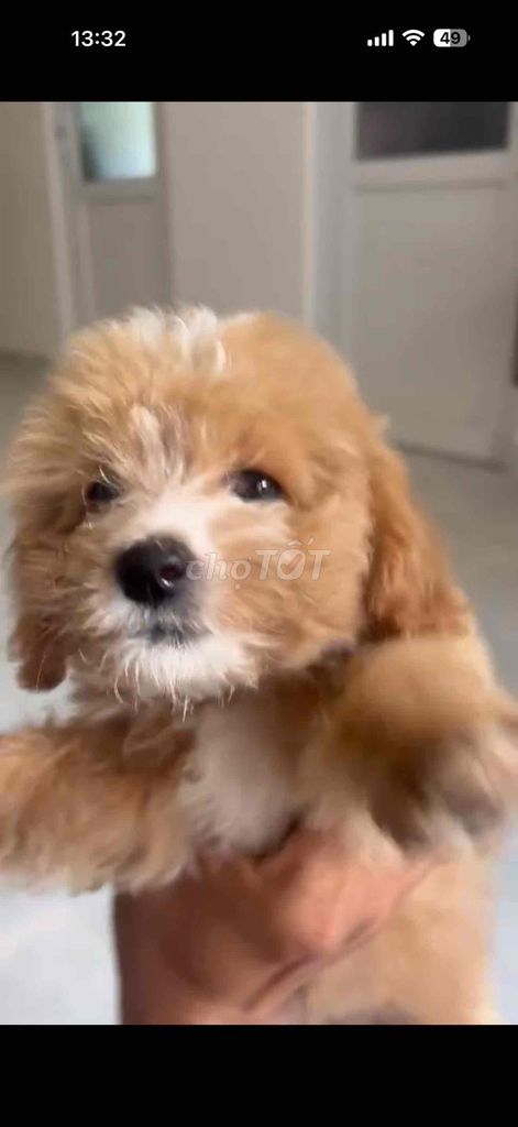 cần bán nhật xinh mập lùn xù tại đà lạt. Mua bán Chó tại Thành phố Đà Lạt Lâm Đồng được đăng bởi AiThuong PET SHOP hình 1