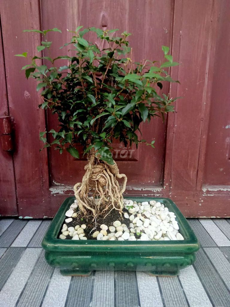 Bonsai dáng đẹp