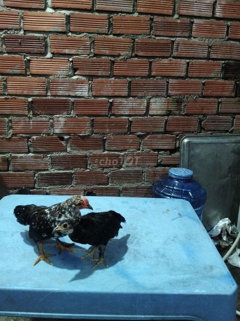 Gà tre bắc ô mơ. Mua bán Gà tại Thành phố Vũng Tàu Bà Rịa - Vũng Tàu được đăng bởi GÀ TRE BẮC 72 VT hình 1