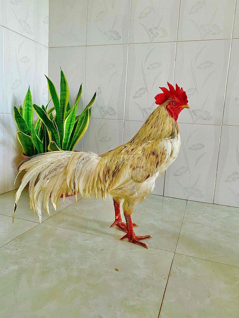 🍀Bướm chân xanh 3k2 xuyên đao cựa. Mua bán Gà tại Thành phố Ngã Bảy Hậu Giang được đăng bởi TRẠI GÀ TẤN PHÁT 68 hình 1