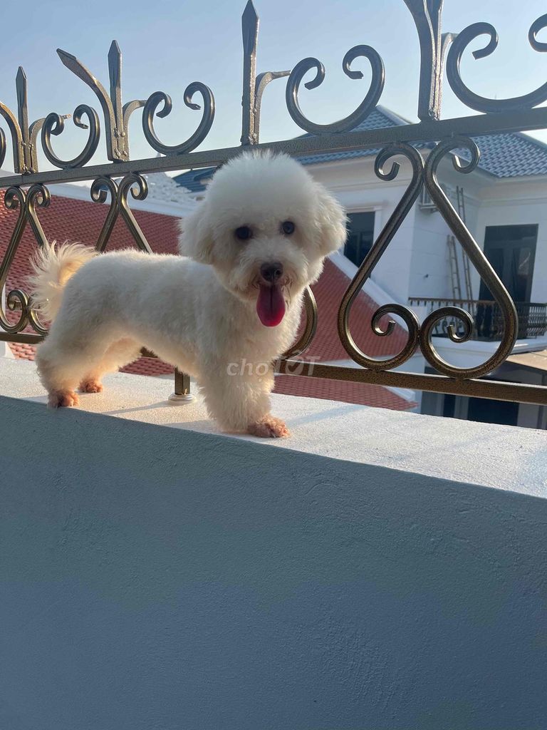 bichon cái tơ tìm chủ