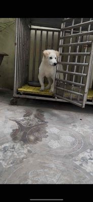 Chó con màu Trắng nhanh nhẹn. Mua bán Chó tại Huyện Tiên Du Bắc Ninh được đăng bởi Nguyễn Xuân Thuận
