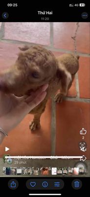 chó nhà. Mua bán Chó tại Huyện Thoại Sơn An Giang được đăng bởi Cậu Chủ Nhỏ