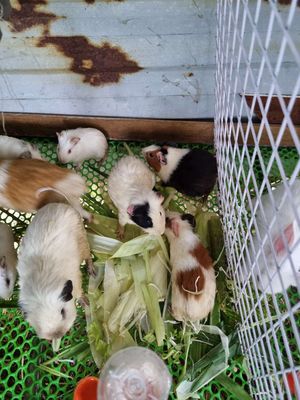 Bọ ú Rạch Giá. Mua bán Thú cưng khác tại Thành phố Rạch Giá Kiên Giang được đăng bởi Trà Vi