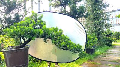 Tùng Đài Loan zin, không vê bổ cho hồ cá. Mua bán Cây cảnh, đồ trang trí tại Huyện Củ Chi Tp Hồ Chí Minh được đăng bởi Vạn Tùng Viên