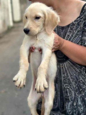 chó golden retriever. Mua bán Chó tại Huyện Thanh Trì Hà Nội được đăng bởi Hiền Phạm