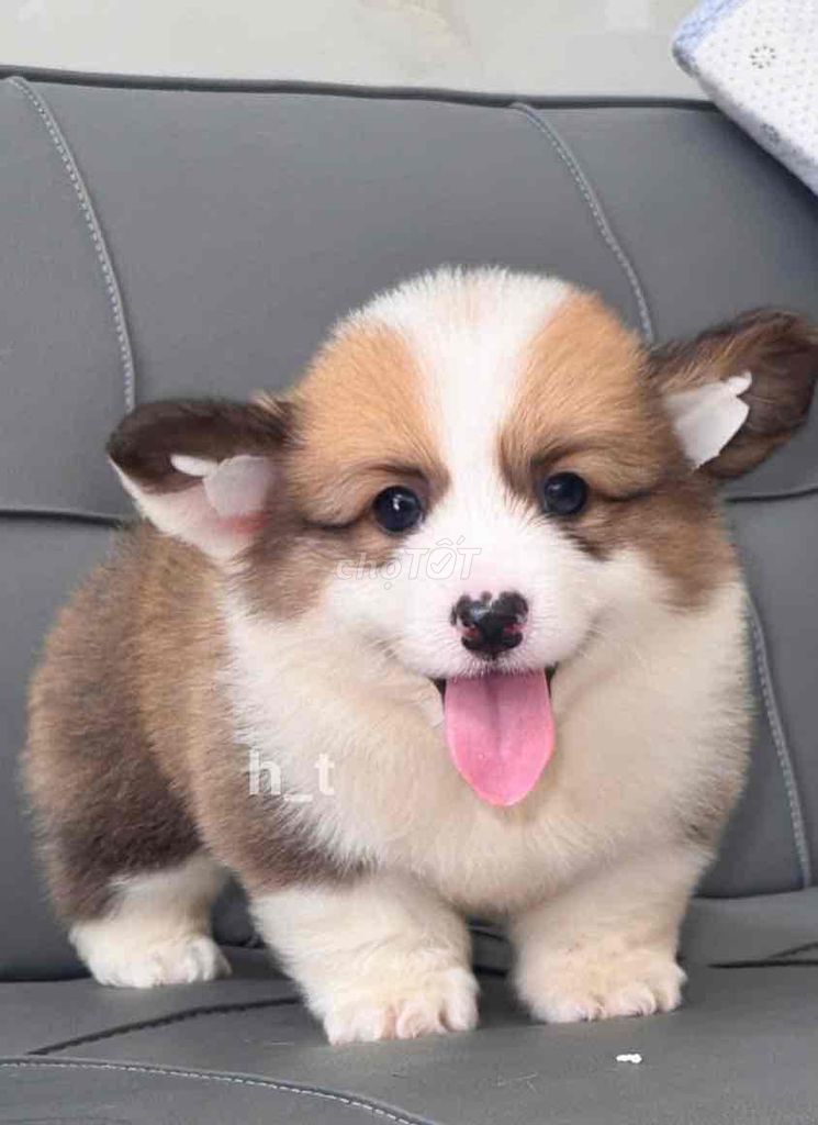 Chó Corgi cái đã tiêm 1 mũi. Mua bán Chó tại Quận Bình Tân Tp Hồ Chí Minh được đăng bởi huỳnh thật  hình 1